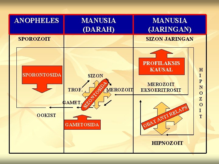 ANOPHELES MANUSIA (DARAH) SPOROZOIT MANUSIA (JARINGAN) SIZON JARINGAN PROFILAKSIS KAUSAL SPORONTOSIDA DA SIZON NT