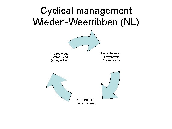 Cyclical management Wieden-Weerribben (NL) Excavate trench Fills with water Pioneer stadia Old reedbeds Swamp