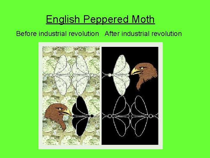 English Peppered Moth Before industrial revolution After industrial revolution 