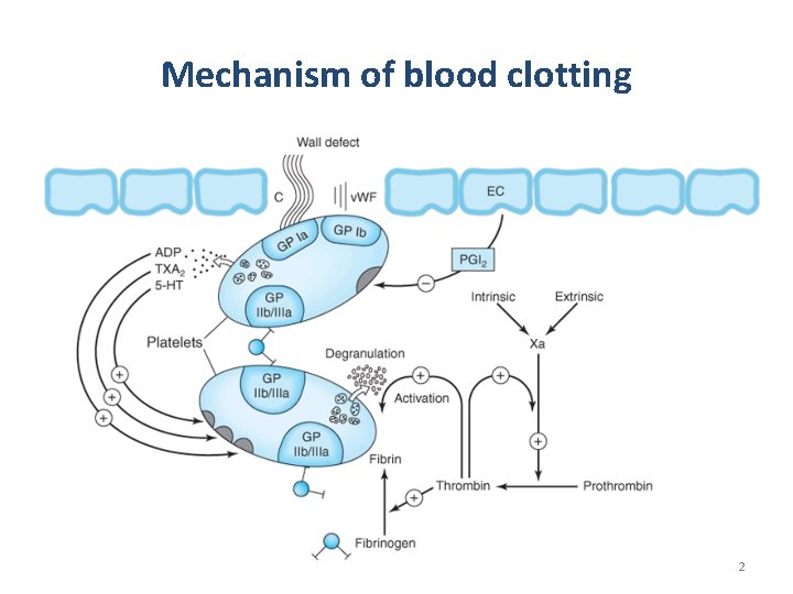 Mechanism of blood clotting 2 