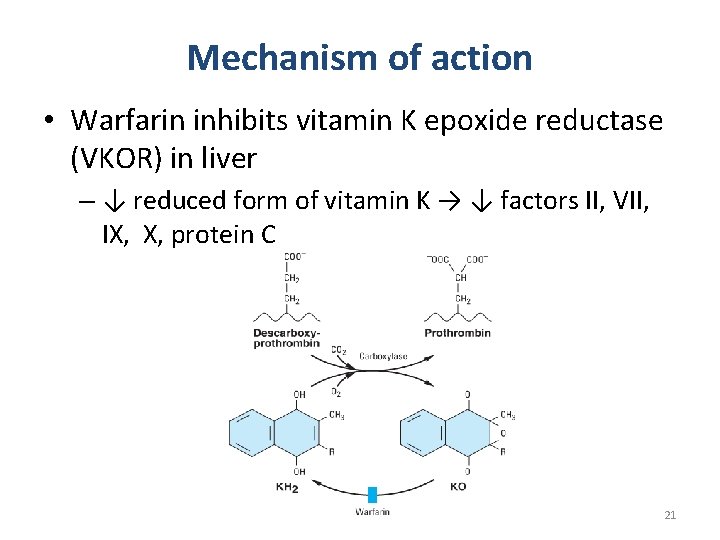 Mechanism of action • Warfarin inhibits vitamin K epoxide reductase (VKOR) in liver –