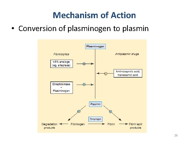 Mechanism of Action • Conversion of plasminogen to plasmin 28 