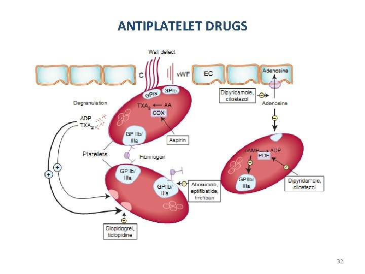 ANTIPLATELET DRUGS 32 