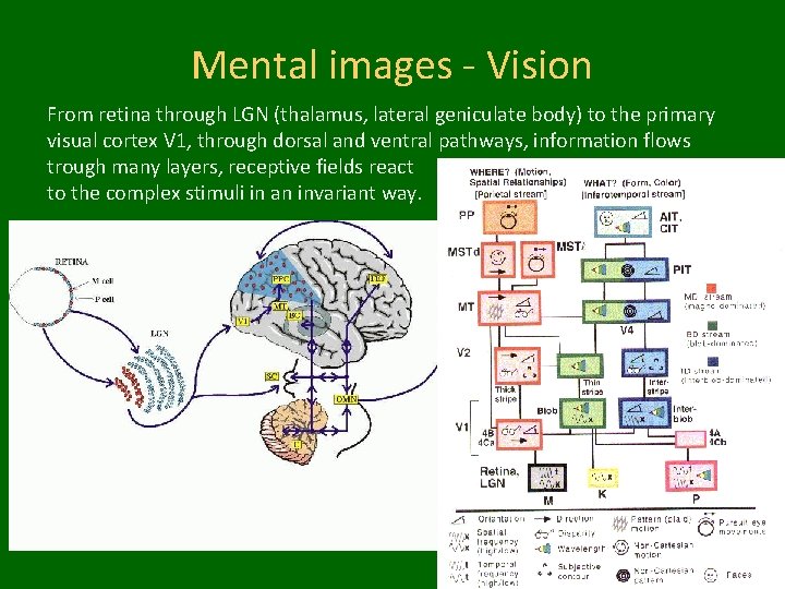 Mental images - Vision From retina through LGN (thalamus, lateral geniculate body) to the