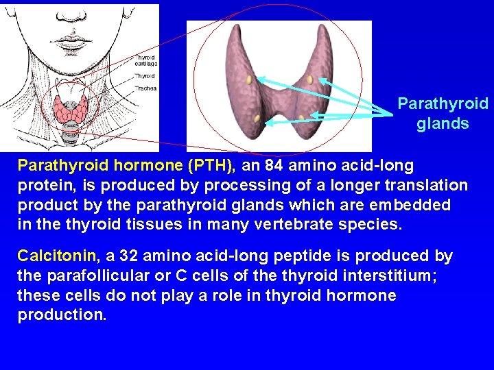 Parathyroid glands Parathyroid hormone (PTH), an 84 amino acid-long protein, is produced by processing