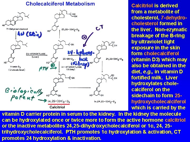 Calcitriol is derived from a metabolite of cholesterol, 7 -dehydrocholesterol formed in the liver.