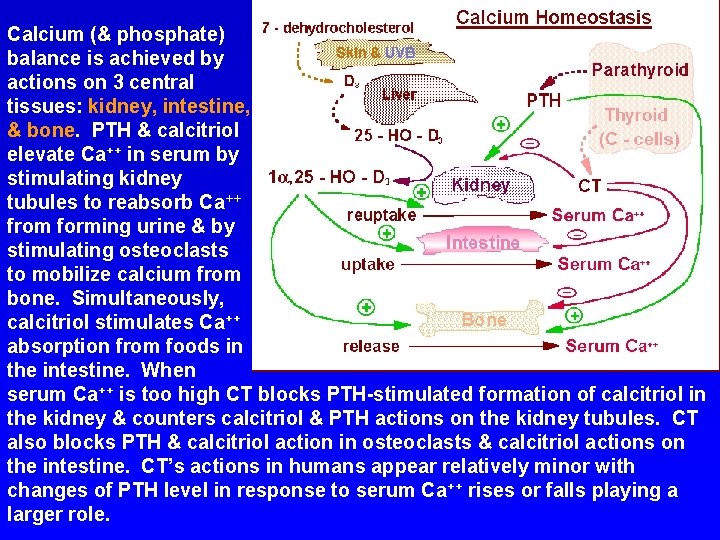 Calcium (& phosphate) balance is achieved by actions on 3 central tissues: kidney, intestine,