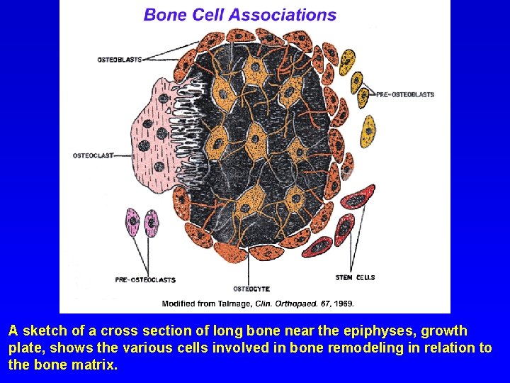 A sketch of a cross section of long bone near the epiphyses, growth plate,