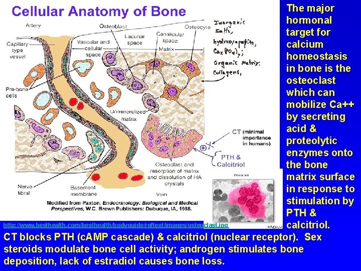 The major hormonal target for calcium homeostasis in bone is the osteoclast which can