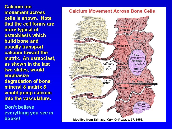 Calcium ion movement across cells is shown. Note that the cell forms are more