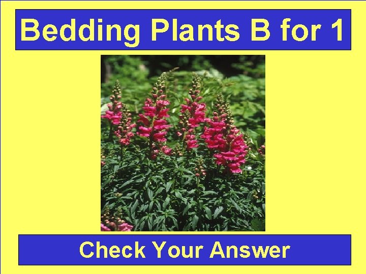 Bedding Plants B for 1 Check Your Answer 