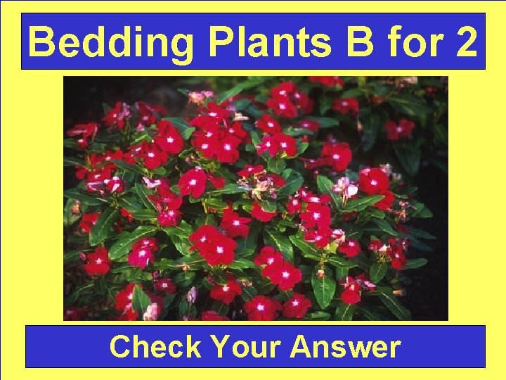 Bedding Plants B for 2 Check Your Answer 