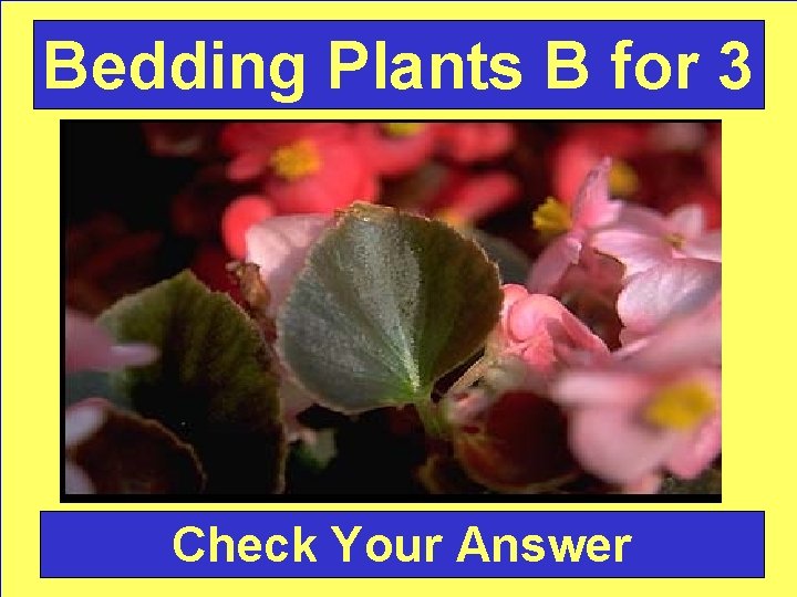 Bedding Plants B for 3 Check Your Answer 