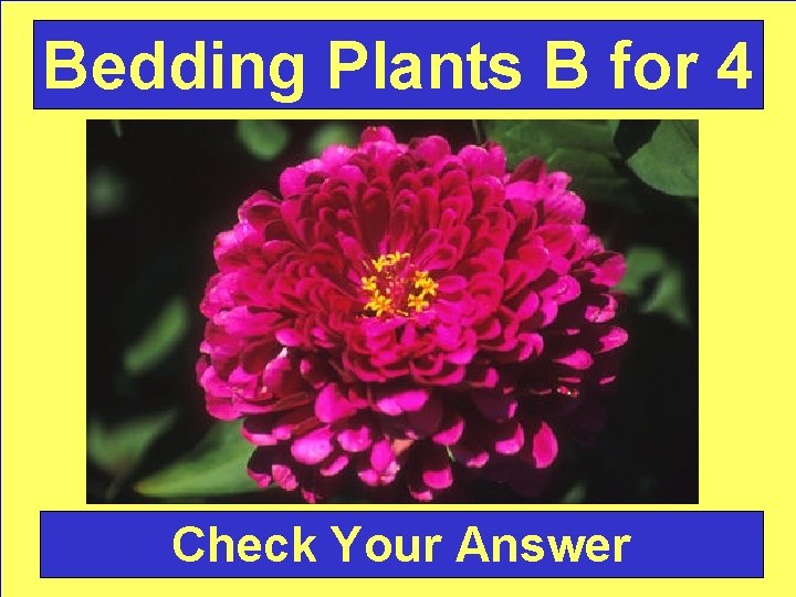 Bedding Plants B for 4 Check Your Answer 