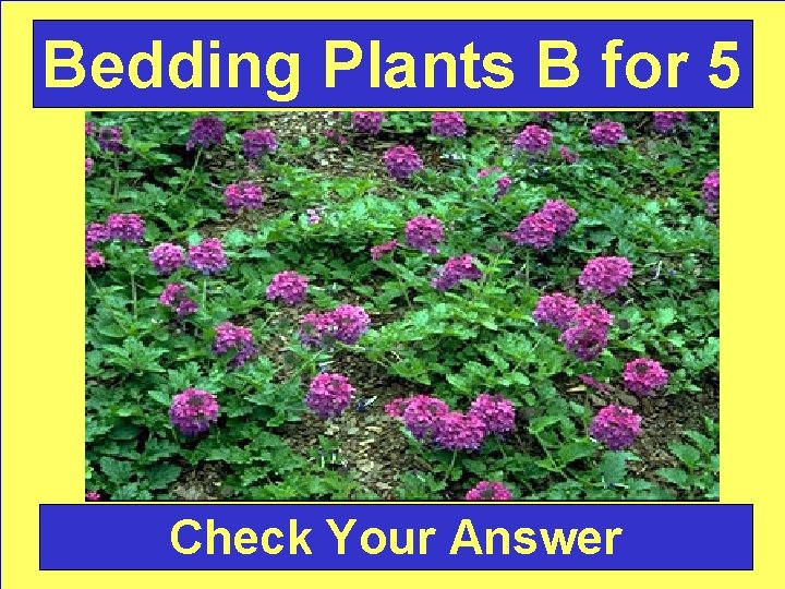 Bedding Plants B for 5 Check Your Answer 