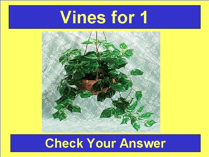 Vines for 1 Check Your Answer 