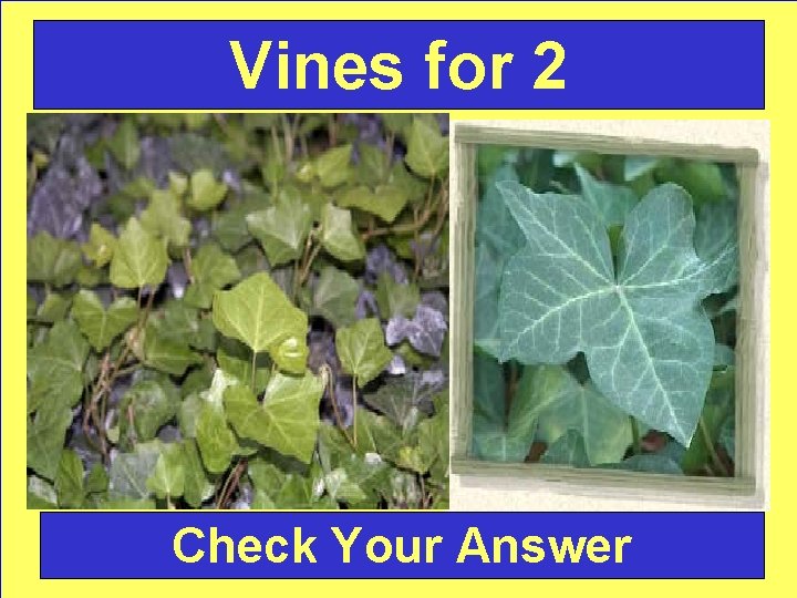 Vines for 2 Check Your Answer 