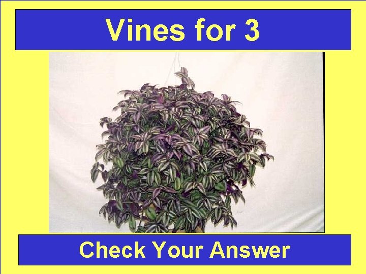 Vines for 3 Check Your Answer 