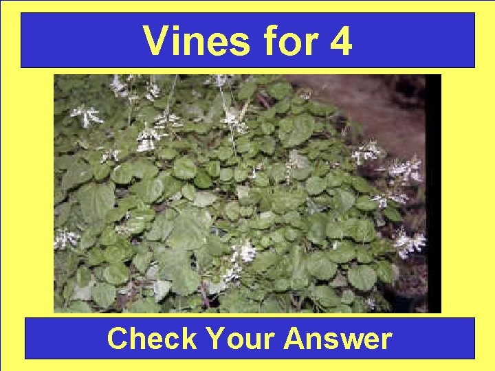 Vines for 4 Check Your Answer 