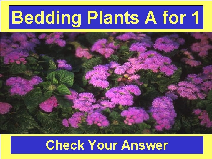 Bedding Plants A for 1 Check Your Answer 