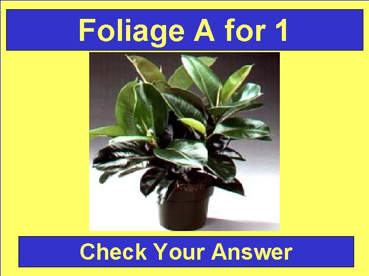 Foliage A for 1 Check Your Answer 
