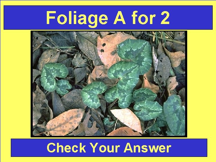 Foliage A for 2 Check Your Answer 