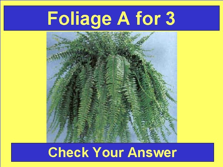 Foliage A for 3 Check Your Answer 