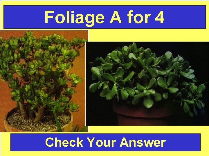 Foliage A for 4 Check Your Answer 