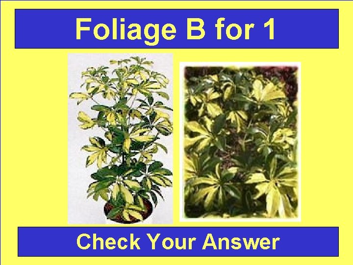 Foliage B for 1 Check Your Answer 