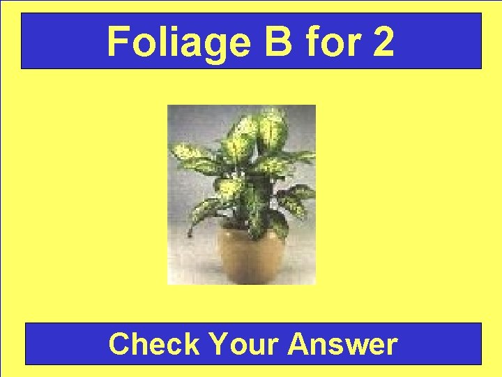 Foliage B for 2 Check Your Answer 