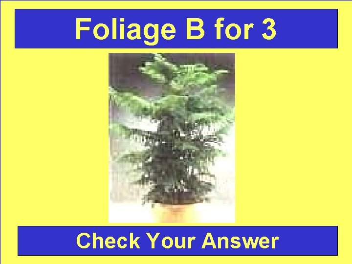 Foliage B for 3 Check Your Answer 