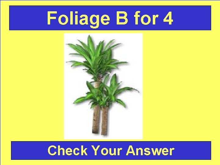 Foliage B for 4 Check Your Answer 
