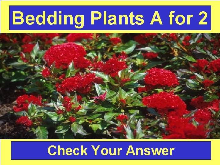 Bedding Plants A for 2 Check Your Answer 