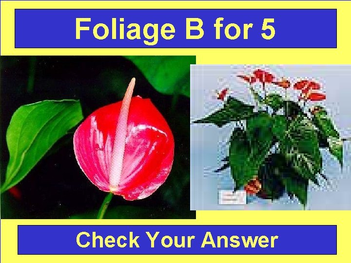 Foliage B for 5 Check Your Answer 