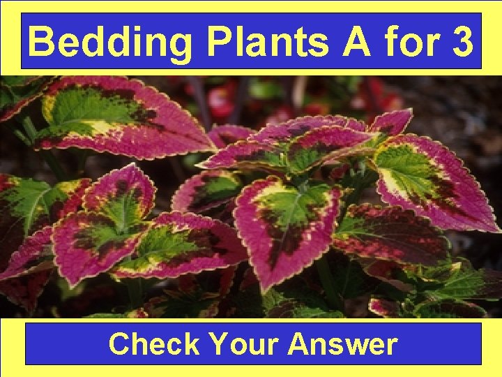 Bedding Plants A for 3 Check Your Answer 