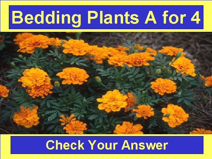 Bedding Plants A for 4 Check Your Answer 