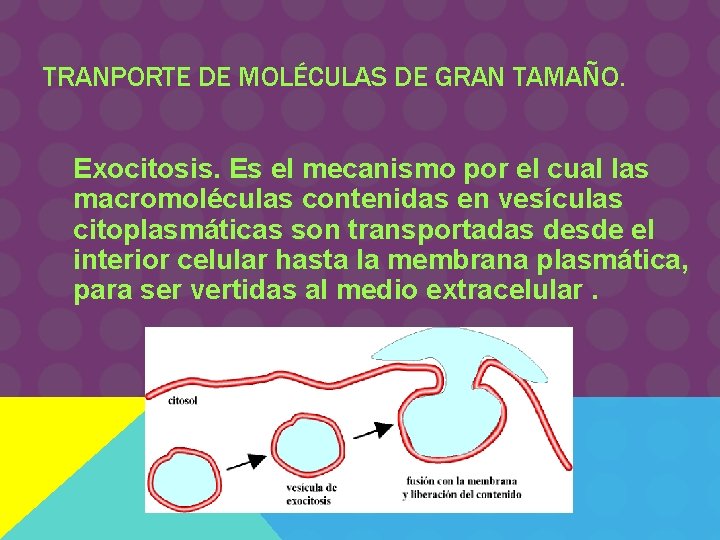 TRANPORTE DE MOLÉCULAS DE GRAN TAMAÑO. Exocitosis. Es el mecanismo por el cual las