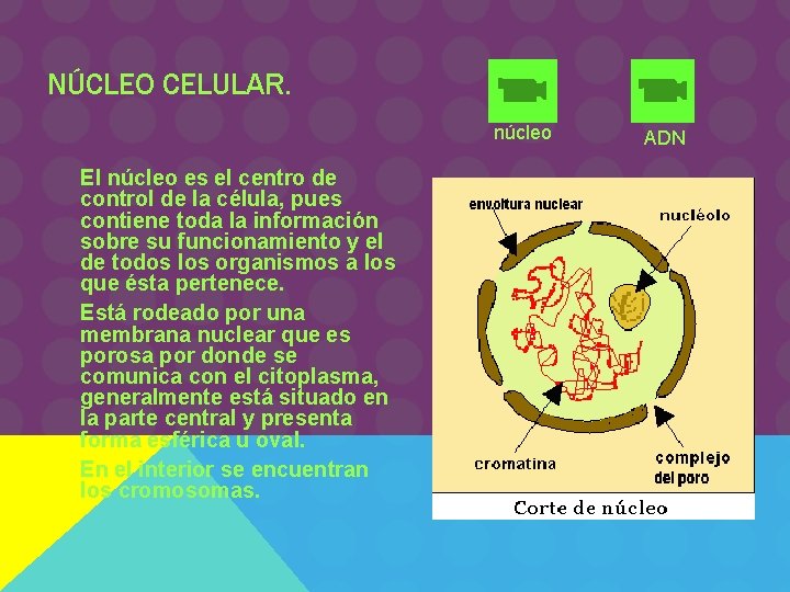 NÚCLEO CELULAR. núcleo El núcleo es el centro de control de la célula, pues