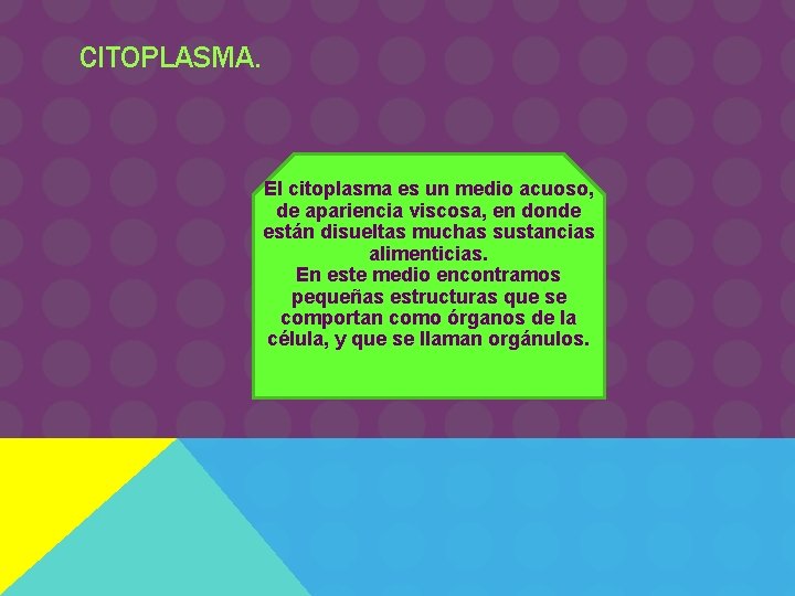 CITOPLASMA. El citoplasma es un medio acuoso, de apariencia viscosa, en donde están disueltas