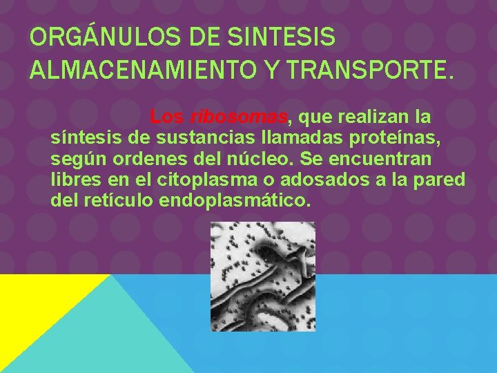 ORGÁNULOS DE SINTESIS ALMACENAMIENTO Y TRANSPORTE. Los ribosomas, que realizan la síntesis de sustancias