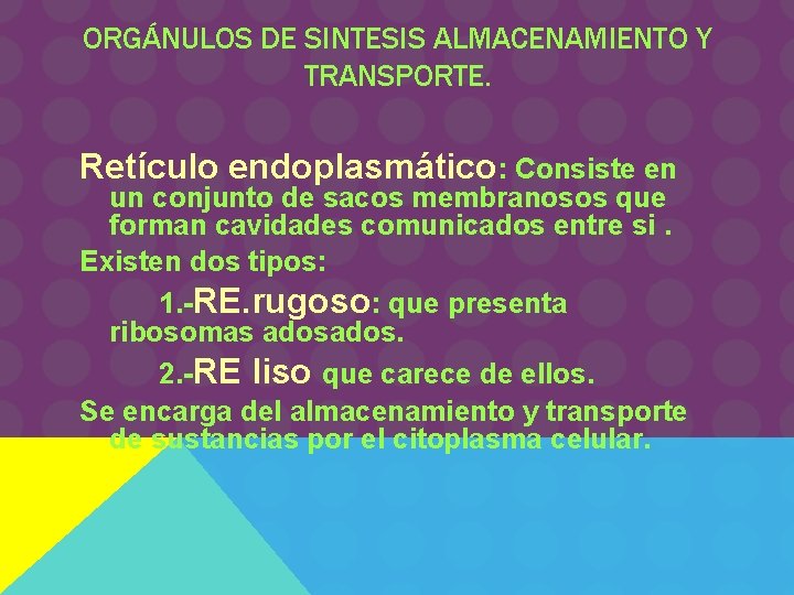 ORGÁNULOS DE SINTESIS ALMACENAMIENTO Y TRANSPORTE. Retículo endoplasmático: Consiste en un conjunto de sacos