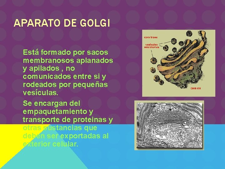 APARATO DE GOLGI Está formado por sacos membranosos aplanados y apilados , no comunicados