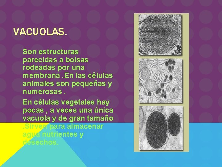 VACUOLAS. Son estructuras parecidas a bolsas rodeadas por una membrana. En las células animales