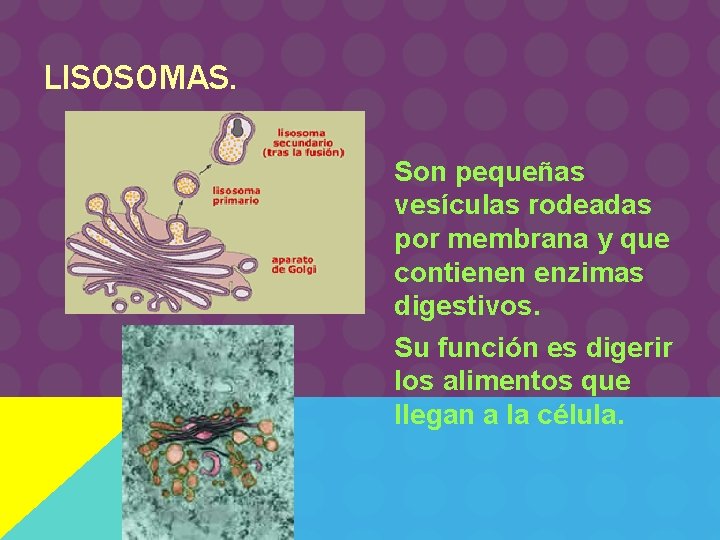 LISOSOMAS. Son pequeñas vesículas rodeadas por membrana y que contienen enzimas digestivos. Su función