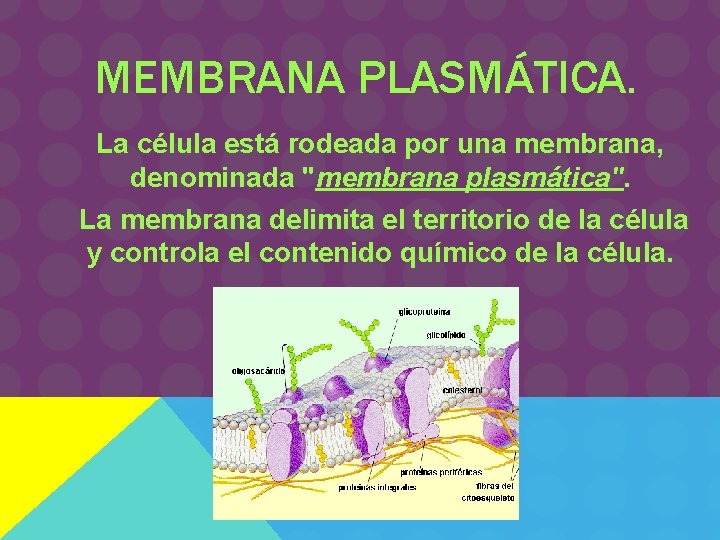 MEMBRANA PLASMÁTICA. La célula está rodeada por una membrana, denominada "membrana plasmática". La membrana