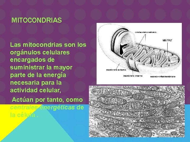 MITOCONDRIAS Las mitocondrias son los orgánulos celulares encargados de suministrar la mayor parte de