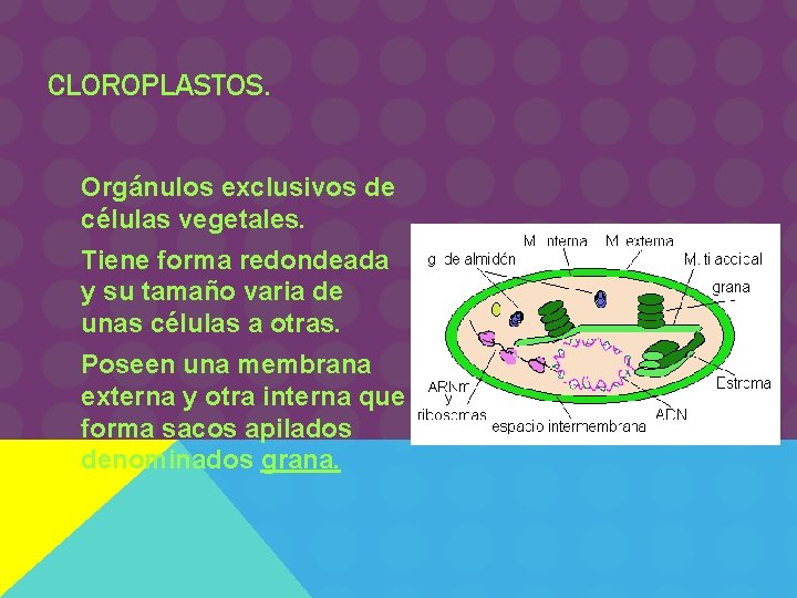 CLOROPLASTOS. Orgánulos exclusivos de células vegetales. Tiene forma redondeada y su tamaño varia de