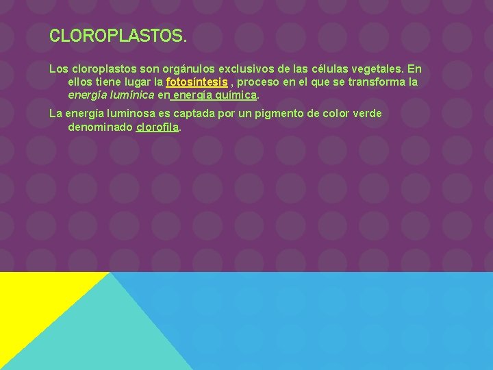 CLOROPLASTOS. Los cloroplastos son orgánulos exclusivos de las células vegetales. En ellos tiene lugar