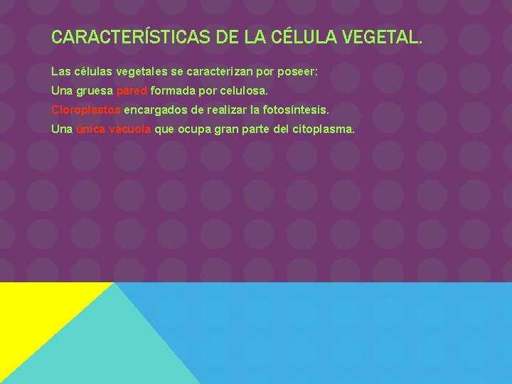 CARACTERÍSTICAS DE LA CÉLULA VEGETAL. Las células vegetales se caracterizan por poseer: Una gruesa