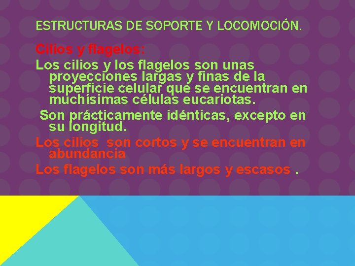 ESTRUCTURAS DE SOPORTE Y LOCOMOCIÓN. Cilios y flagelos: Los cilios y los flagelos son